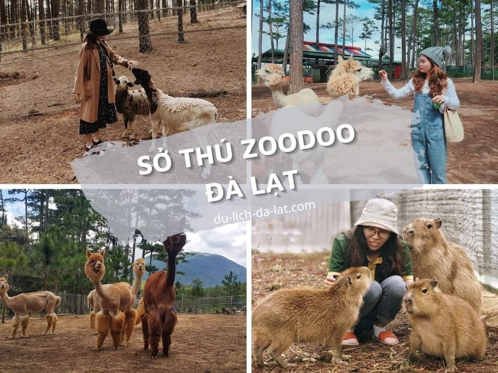 The Zoo Đà Lạt